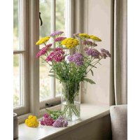 Treasured Achillea Collection