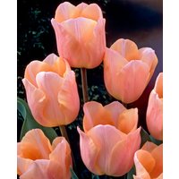 Tulipa 'Apricot Beauty'