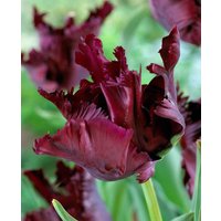 Tulipa 'Black Parrot'