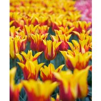 Tulipa 'Fire Wings'