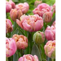 Tulipa 'Pink Star'