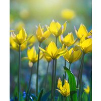 Eternal Tulipa Collection