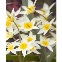 Rare and Fine Tulip Collection