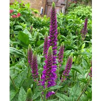 Veronica longifolia First Match