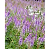Veronicastrum virginicum Fascination