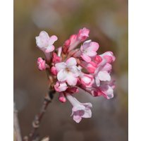Viburnum Charles Lamont