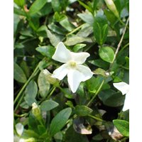 Versatile Vinca Collection