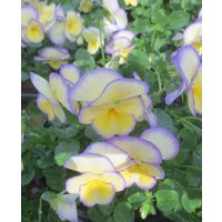 Viola cornuta 'Etain'