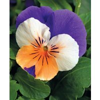 Viola cornuta 'Penny Peach Jump Up'