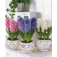 White Illuminated Hyacinthus Basket Collection