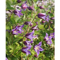 Clematis texensis Prince William
