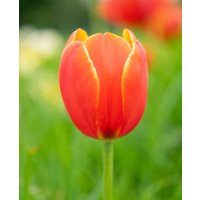 Tulipa 'World's Favourite'