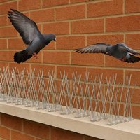 Enjoy 15% Discount on Easylife Stainless Steel Bird Spikes Pack of 20