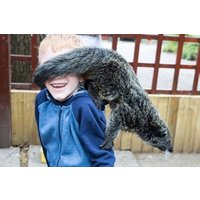 Image of 2 for 1 Binturong Experience for Two at Hoo Farm Animal Kingdom