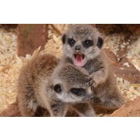 Image of 2 for 1 Meerkat Encounter at The Animal Experience