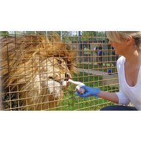 Image of Entry to Linton Zoo with a Big Cat Meet and Feed for One