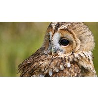Image of Meet and Greet Online with the Birds at Hilltop Birds of Prey