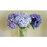 Image of Online Flower Arranging Course for One with an Expert