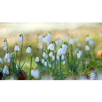 Image of Online Flower and Plant Photography Course for One in a Virtual Classroom