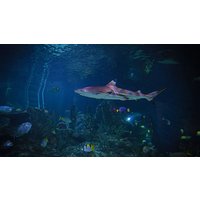 Image of Diving with Sharks Experience at Skegness Aquarium for Two