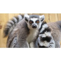 Image of Feed the Lemurs Experience at Ventura Wildlife Park for Two