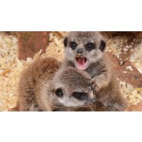 Image of Meerkat Encounter at The Animal Experience for Two Adults and Two Children – Weekdays
