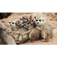 Image of Meeting the Meerkats for Two in Oxfordshire