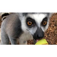 Image of Entry to Exotic Zoo with a 30 Minute Lemur Experience for Two