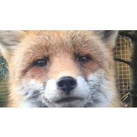 Image of Entry to Exotic Zoo with a 30 Minute Fox Experience for Two