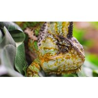 Image of Entry to Exotic Zoo with a One Hour Reptile Experience for Two