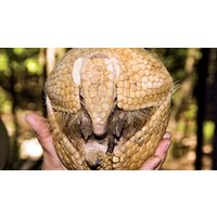Image of Entry to Exotic Zoo with a 30 Minute Armadillo Experience for Two