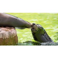 Image of Entry to Welsh Mountain Zoo and California Sea Lion Experience for Two