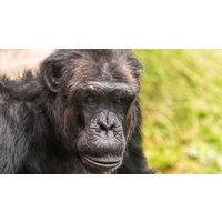 Image of Entry to Welsh Mountain Zoo and Primate Experience for Two