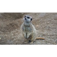 Image of Entry to Welsh Mountain Zoo and Meerkat Experience for Two