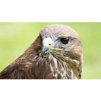 Image of Half Day Falconry Experience for Two at Hilltop Birds of Prey
