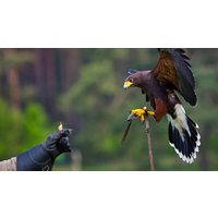 Image of Bird of Prey Falconry Experience for One at The Hawking Centre in Kent
