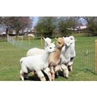 Image of Lucky Tails Alpaca Farm Entry with Alpaca Walk for Two Adults and Two Children