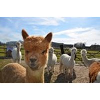 Image of Family Adventure at Alpaca Annie in Kent