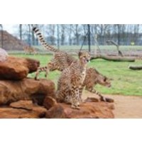 Image of Entry to ZSL Whipsnade Zoo for One Adult and One Child