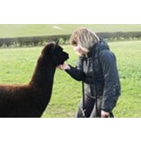 Image of Alpaca Walk with Sparkling Afternoon Tea at Charnwood Forest Alpacas for Two