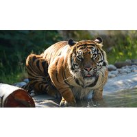 Image of Entry to Drayton Manor Park for Two Adults