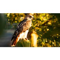 Image of Half Day Falconry Experience for Two at Coda Falconry