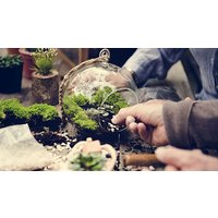 Image of Terrarium Workshop for Two at Porto's Flowers