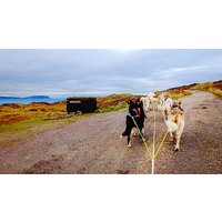 Image of Husky Dog Sledding Experience for One at Dorchar Aile