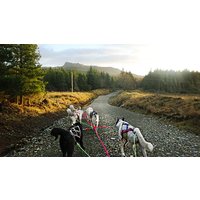 Image of Husky Hiking Experience for One at Dorchar Aile