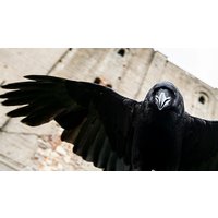 Image of Meet Loki the Raven at Coda Falconry for Two