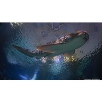 Image of Diving with Sharks Experience at Skegness Aquarium - Special Offer