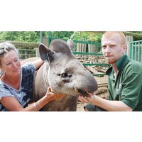 Image of Tickle a Tapir Experience at Paradise Wildlife Park for Two