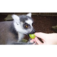 Image of Shadow a Monkey Keeper for One at Paradise Wildlife Park