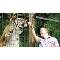 Image of Feed the Big Cats by Hand at Paradise Wildlife Park (Weekdays)